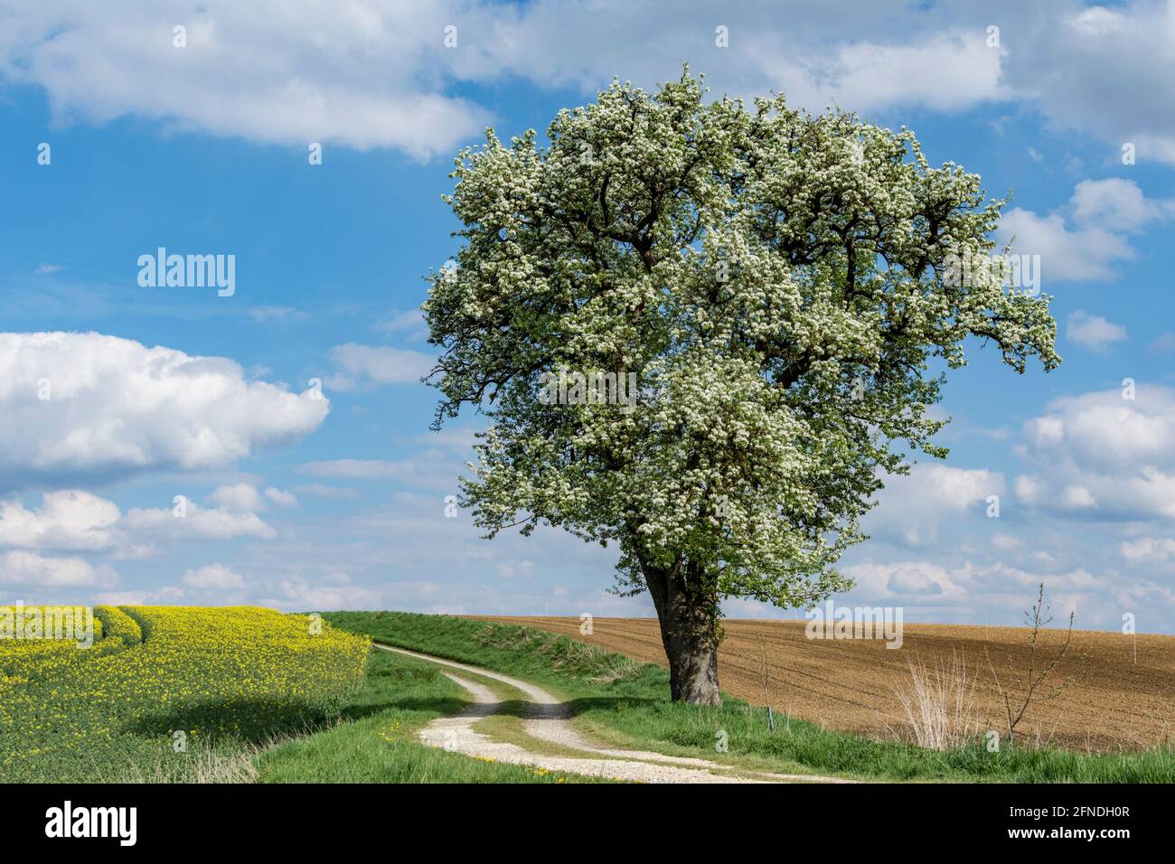single solitary pear tree (pyrus communis) in full bloom in spring, growing at a farm road next to a canola or rapeseed field in bloom Stock Photo