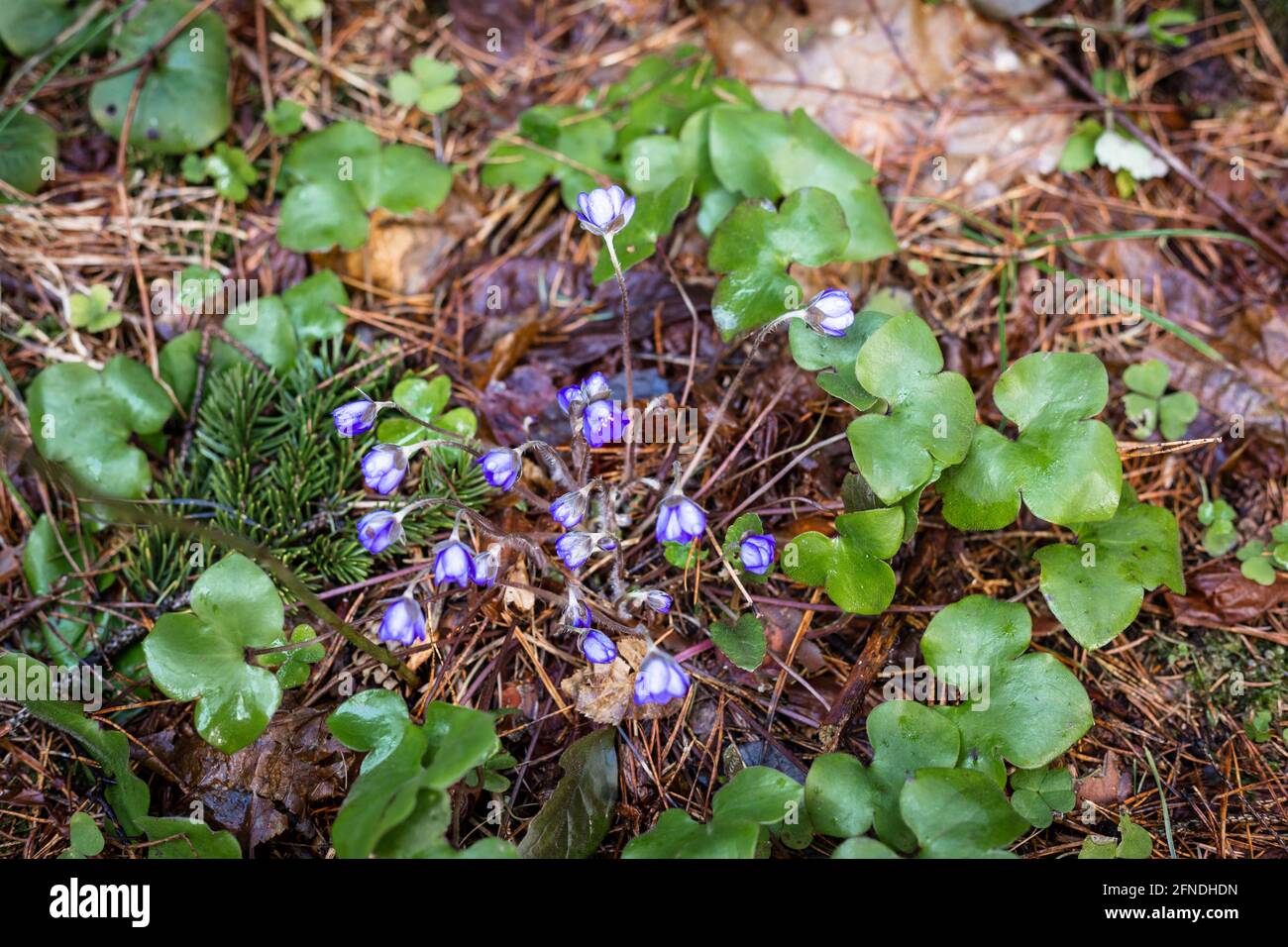 Purple flowers grow in the forest. Wild flowers Stock Photo Alamy