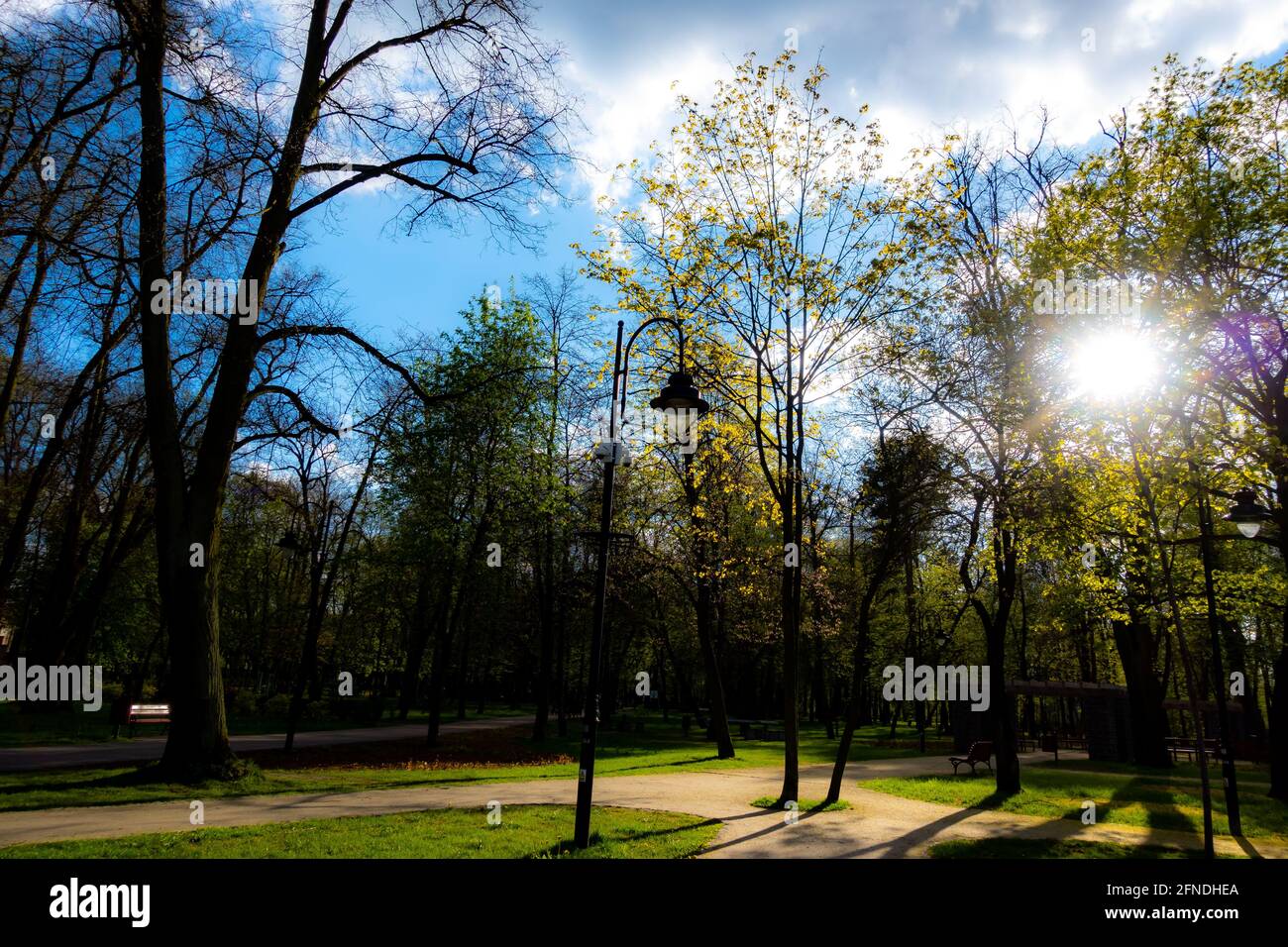 Rays of the sun shining through the treetops in the city park. The ...