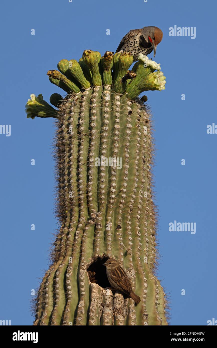 Gilded flicker (Colaptes chrysoides), feeding on nectar from saguaro blossoms, below, an exotic House sparrow, Passer domesticus, is seen by its nest, Stock Photo