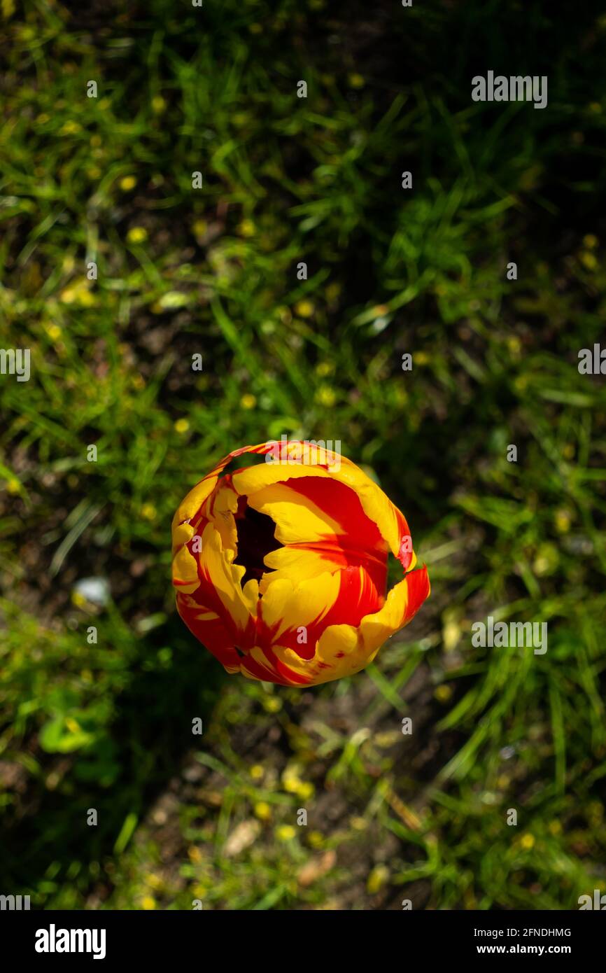 Top view of a single red yellow tulip flower. The photo was taken in ...