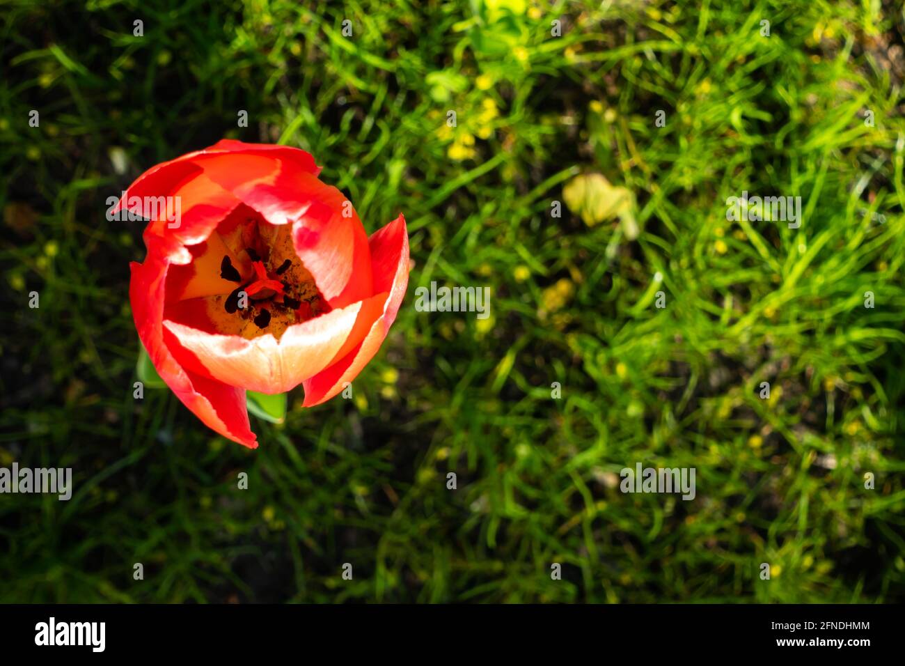 Top view of a single red tulip flower. The photo was taken in natural ...