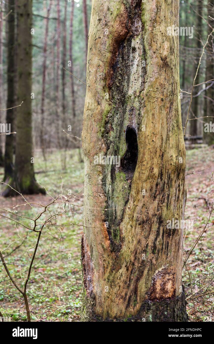 Hollow inside hires stock photography and images Alamy