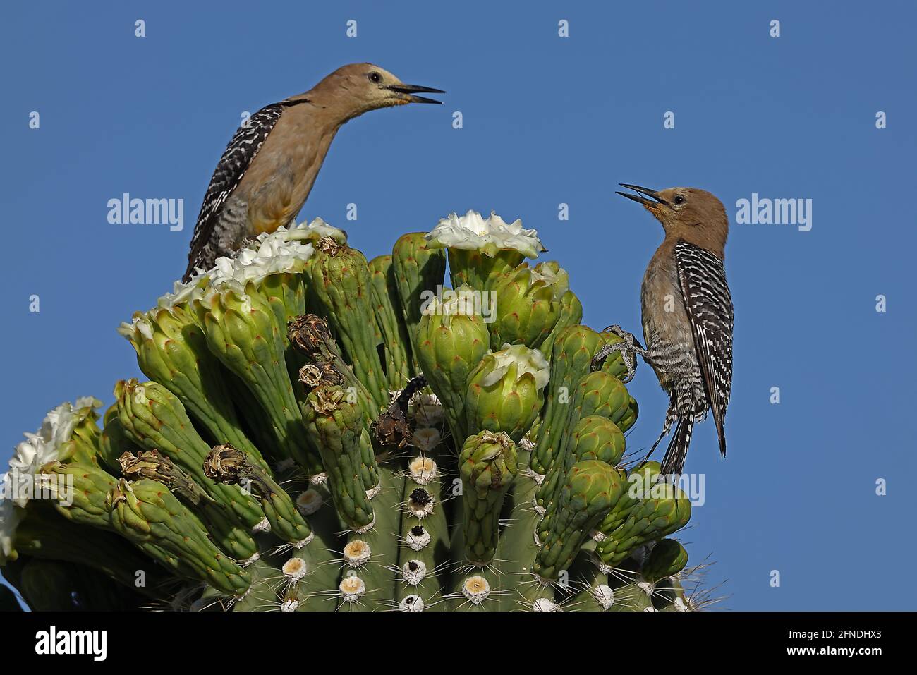 Gila woodpeckers (Melanerpes uropygialis), feeding on nectar from saguaro blossom, one chasing the other off the blossoms,Sonoran desert, Arizona Stock Photo