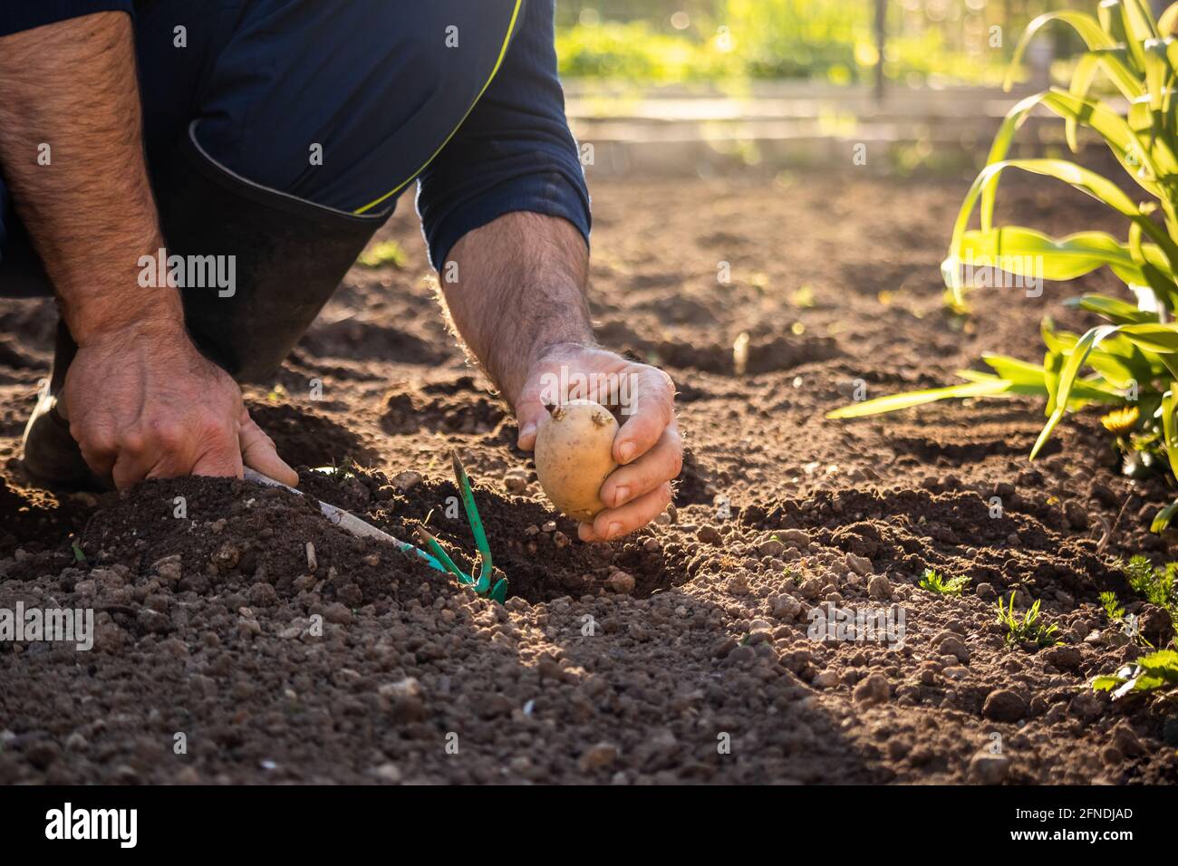 Man digging up potato hi-res stock photography and images - Alamy