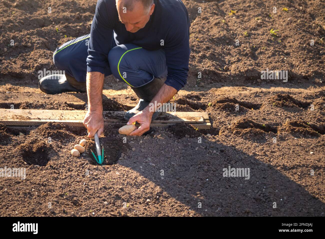 Caucasian man squatting in the field, and planting potato in a hole in the ground, digging with a garden hoe Stock Photo