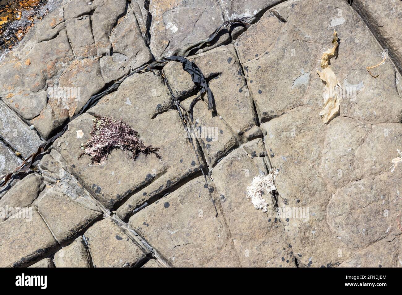 Low tide, Kimmeridge Ledge, dolomite ledge, Kimmeridge Bay, Isle of Purbeck, Jurassic Coast, Dorset, UK Stock Photo