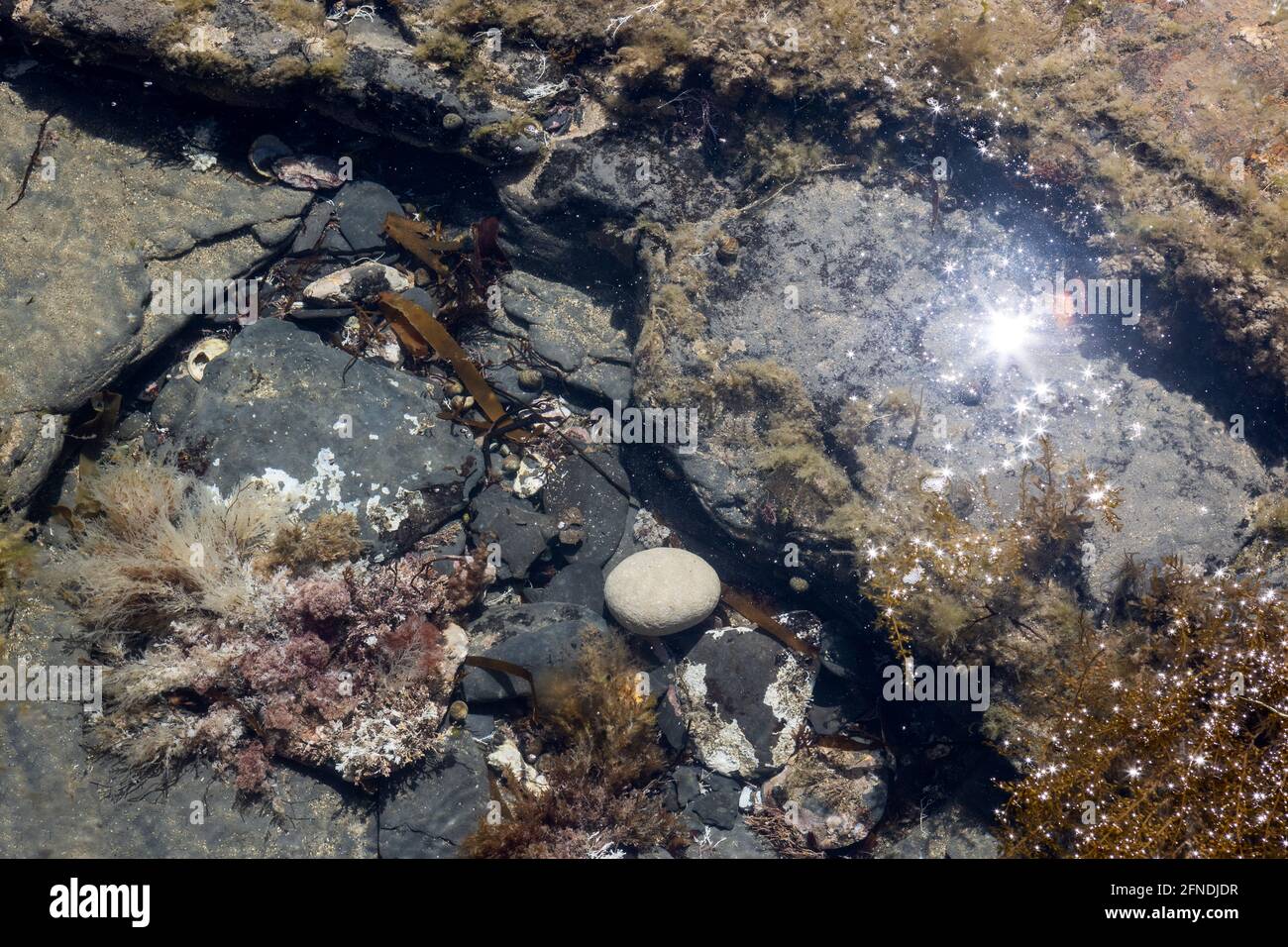 Rock pool, Kimmeridge Ledge, dolomite ledge, wave cut platform, Kimmeride clay cliff, Kimmeridge Bay, Isle of Purbeck, Jurassic Coast, Dorset, UK Stock Photo