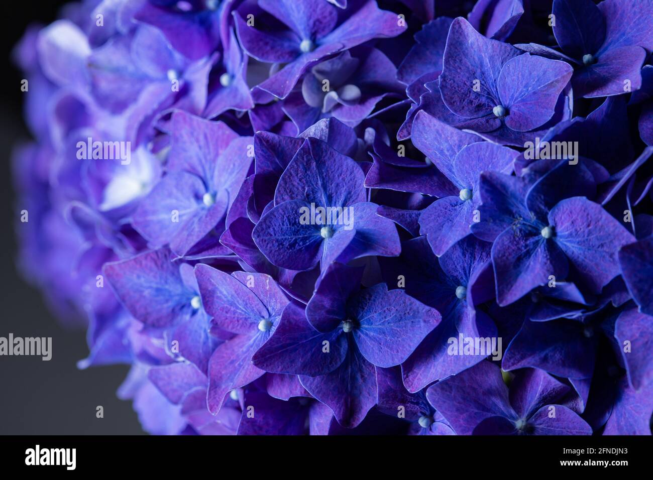 Blue purple beautiful flowers hydrangea in bloom bouquet closeup still Stock Photo
