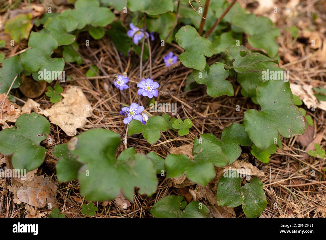 Purple flowers grow in the forest. Wild flowers Stock Photo Alamy