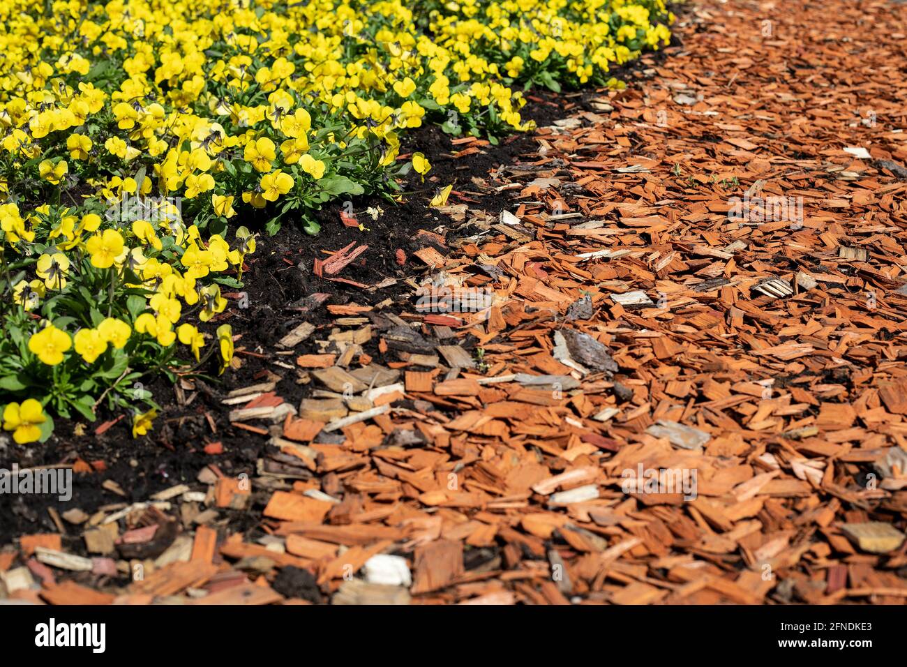Flower beds with yellow blooming flowers. Wood chip mulch. Texture