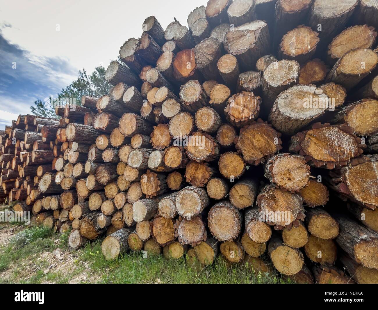 freshly cut pine logs stacked with resin drippings, timber industry