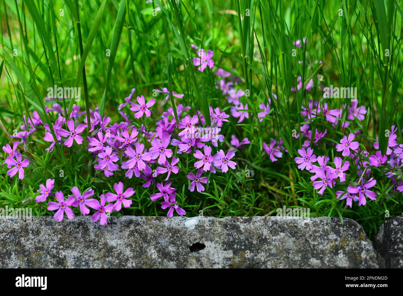 Pink flowers phlox in the garden on a sunny day. Soft blurred selective focus. Stock Photo