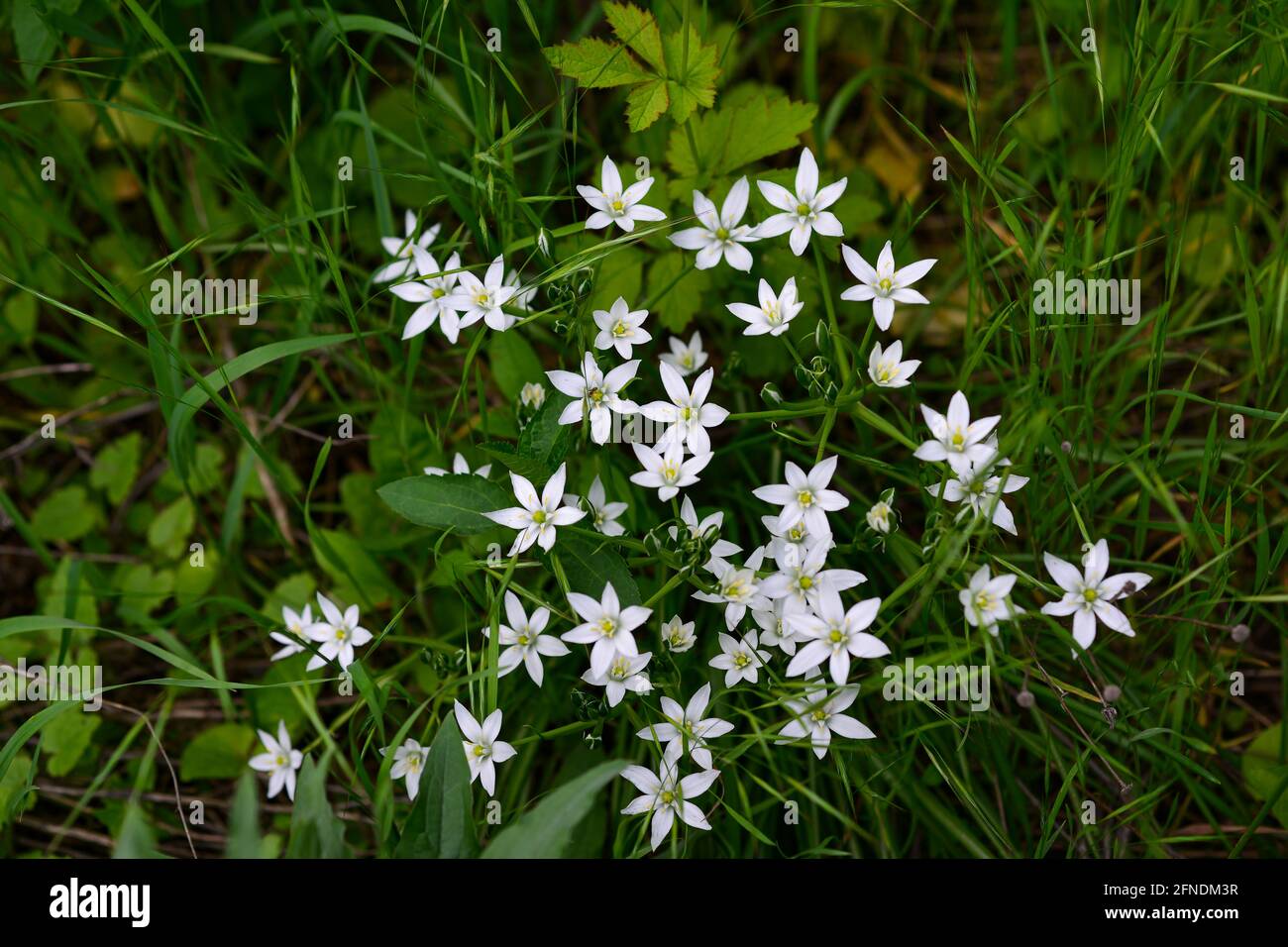 Spring green grass texture with white small flowers. Stock Photo