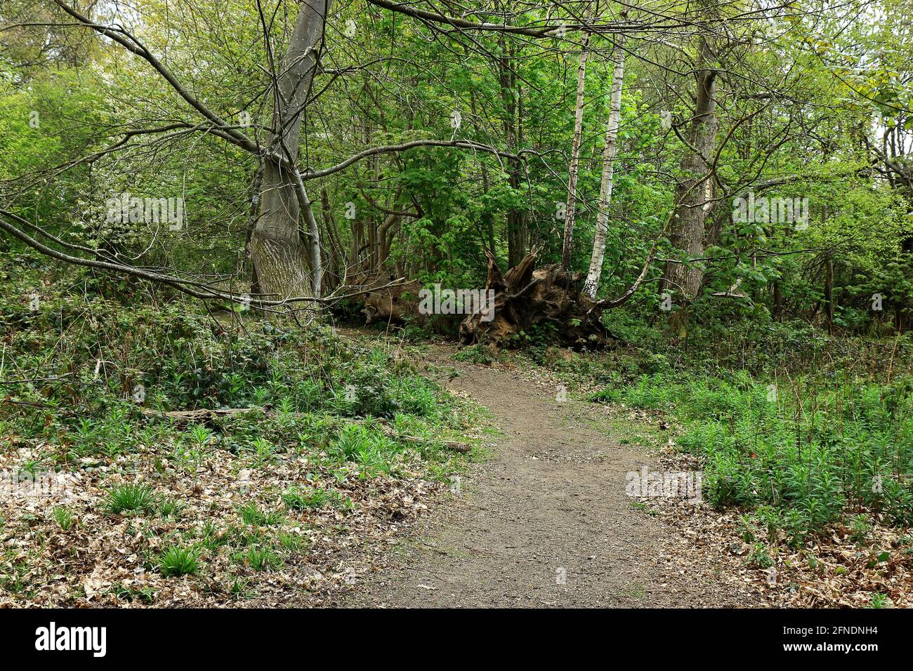 A landscape scene with a Footpath through the Ashenbank woodlands Stock Photo