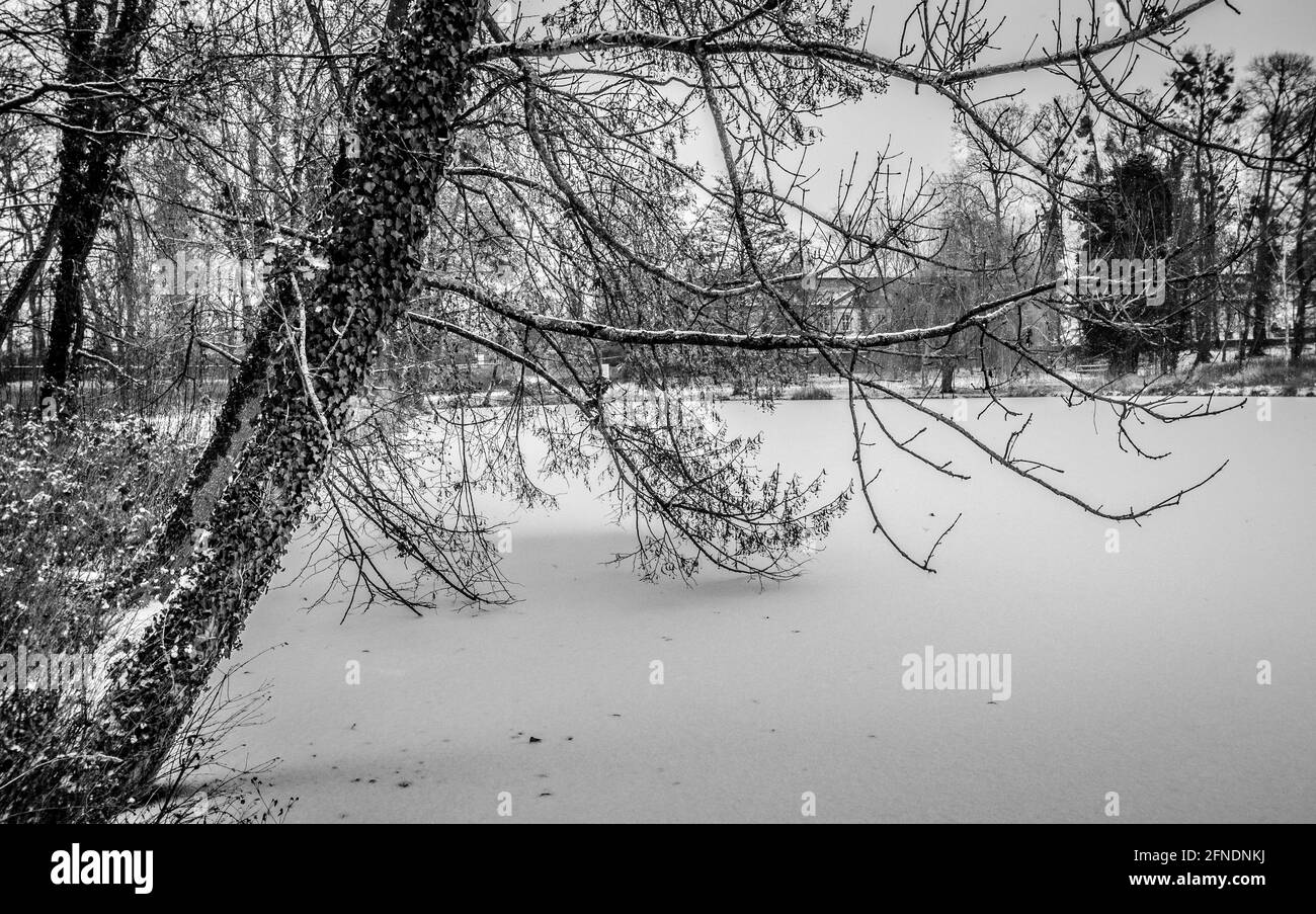 An inclined tree on a park and snow Stock Photo