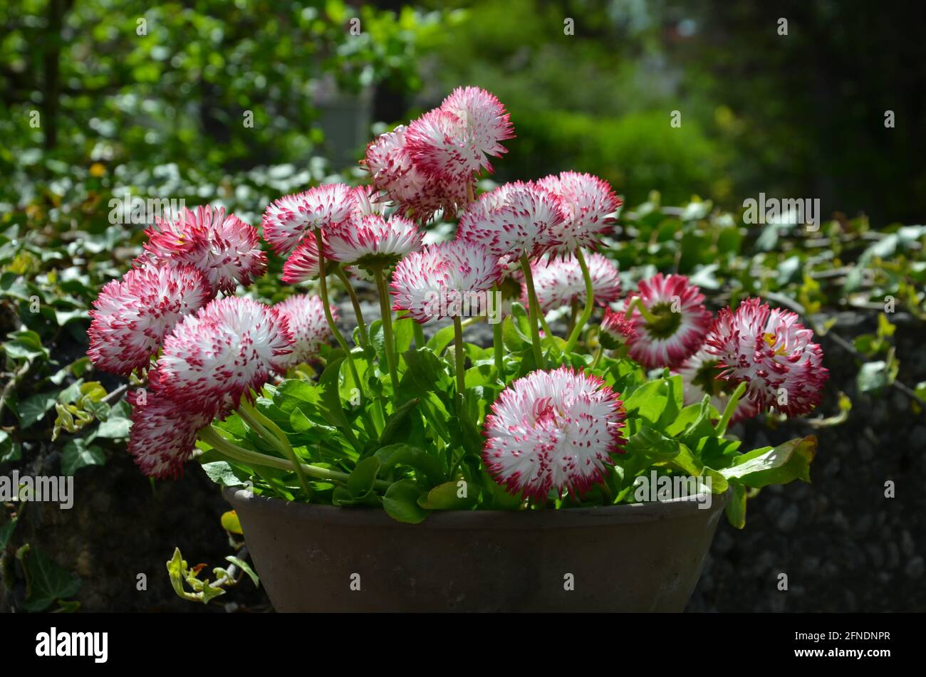 pink daisies, spring flowers, Gänseblümchen Stock Photo