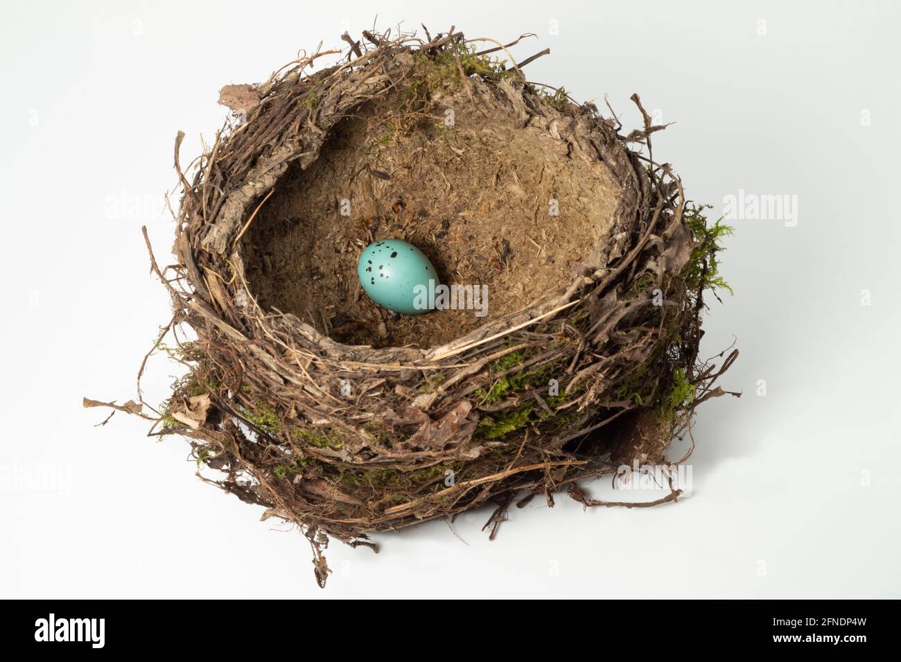 Song Thrush nest and single egg, Turdus philomelos, nest isolated on white background, London, United Kingdom Stock Photo