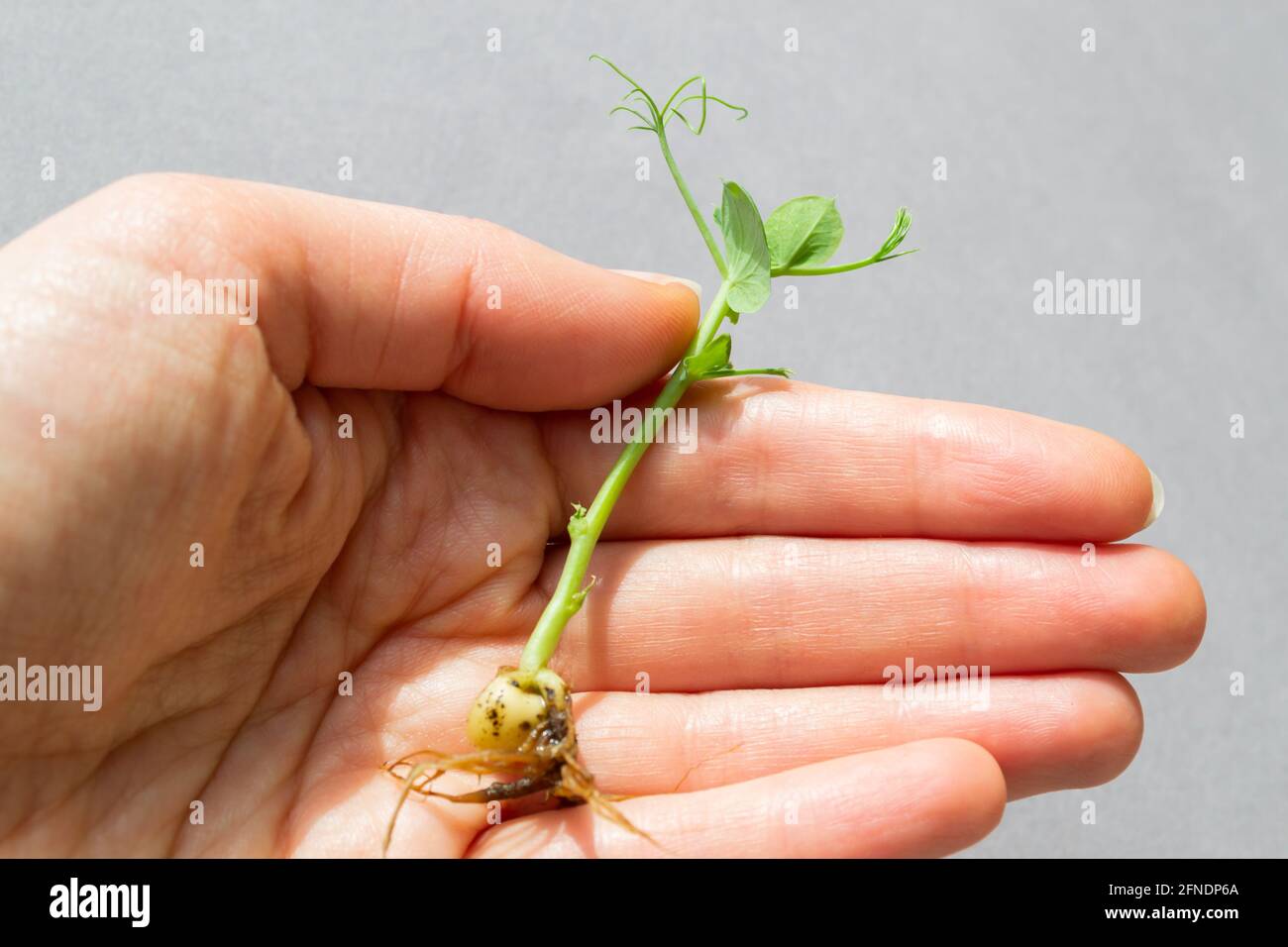 Young sprout of green peas in a female hand. Organic pea sprouts, microgreens Stock Photo