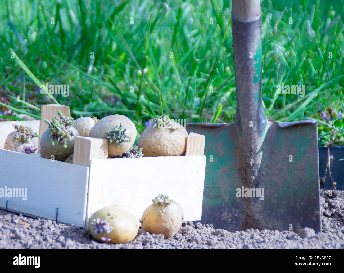 planting potatoes in the garden Stock Photo