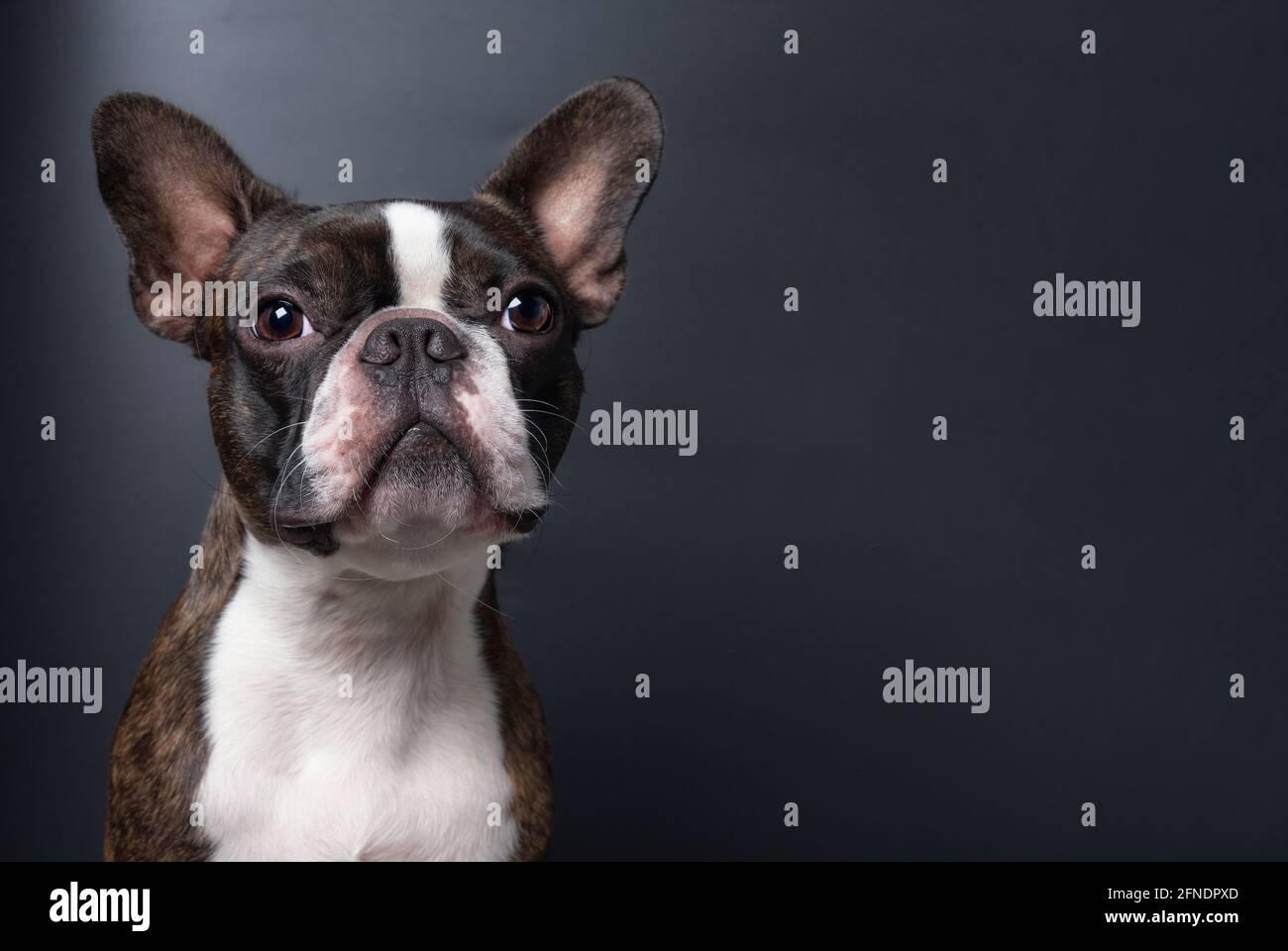 Closeup portrait of beautiful boston terrier pure breed funny face ...