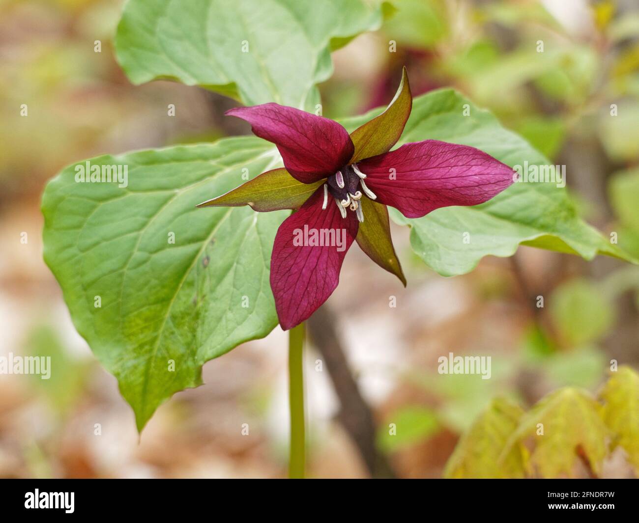 A Red Trillium growing in a forest in the Spring. Quebec,Canada Stock Photo