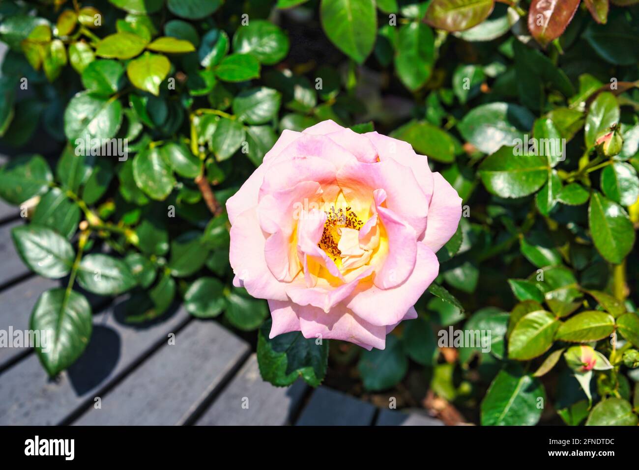 A top view of a beautiful pink rose growing in the garden Stock Photo ...