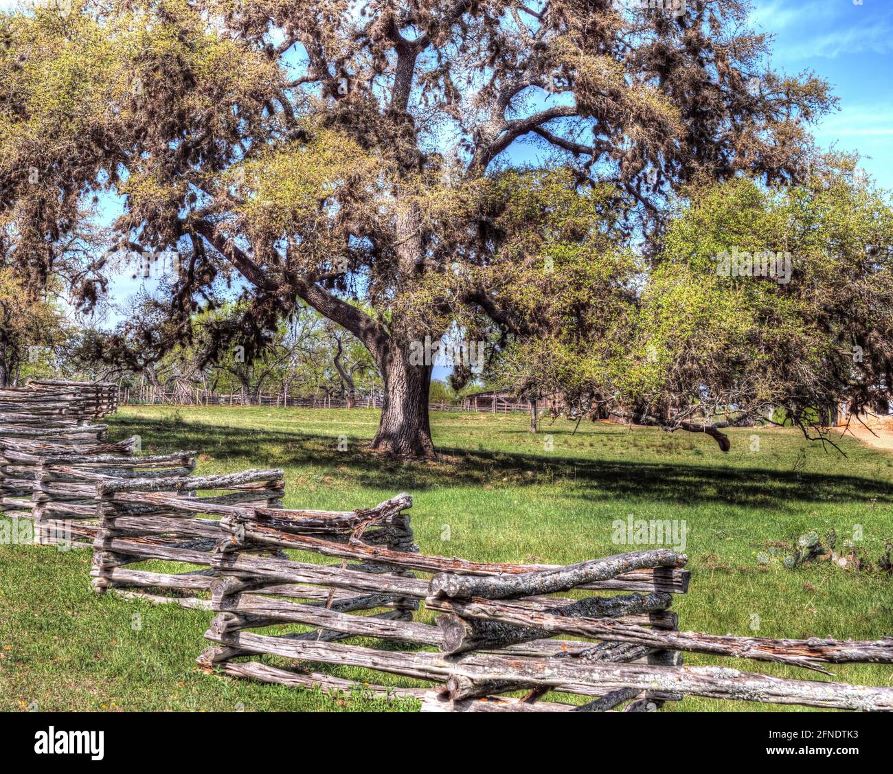 A splitrail zigzag fence in front of a beautiful oak tree Stock Photo