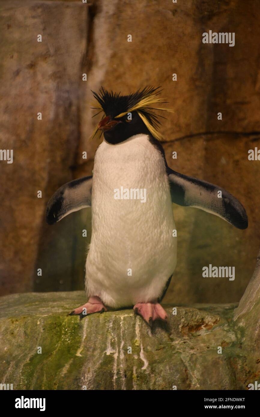 Rockhopper penguin standing in Montreal Biodôme, Montreal, Québec, Canada  Stock Photo - Alamy