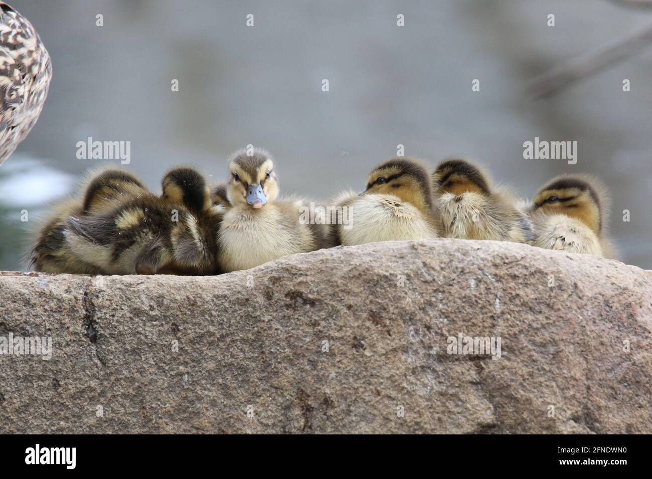 Mallard ducklings Anas platyrhynchos snuggle together on a rock as they take a rest Stock Photo