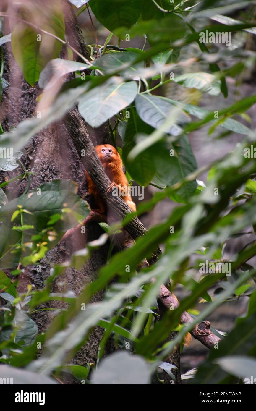 Red Leaf monkey hiding on a branch in Montreal Biodôme, Montreal, Québec, Canada Stock Photo