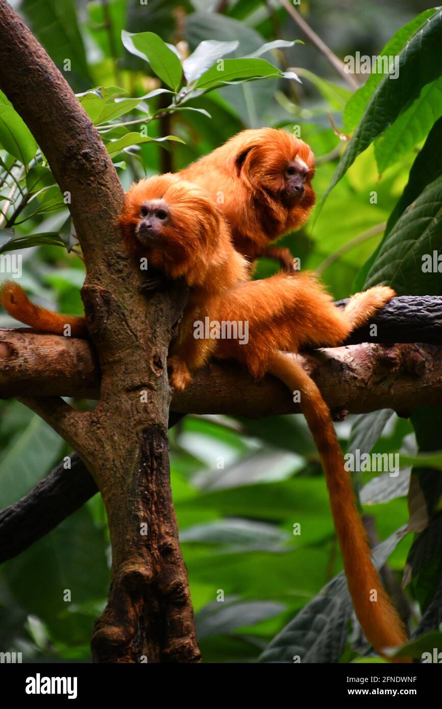 Two Red Leaf monkeys on a branch in Montreal Biodôme, Montreal, Québec, Canada Stock Photo