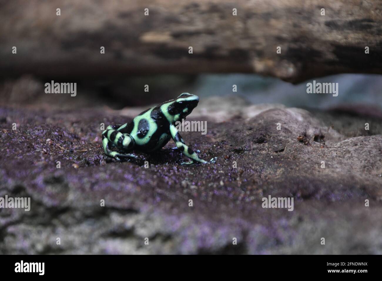 Green-and-black poison dart frog in Montreal Biodôme, Montreal, Québec, Canada Stock Photo