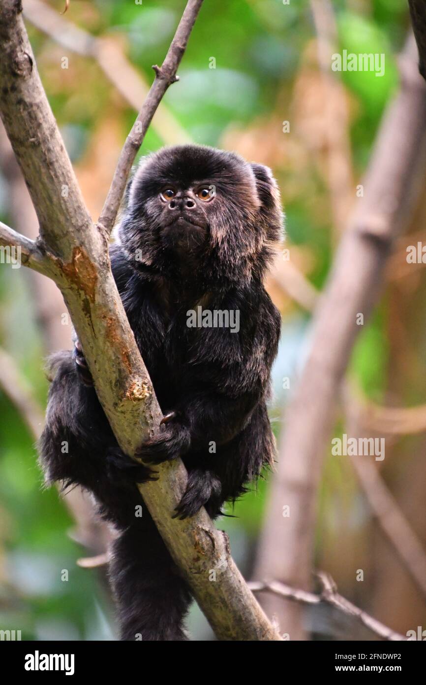 Black Goeldi's marmoset monkey in Montreal Biodôme, Montreal, Québec, Canada Stock Photo