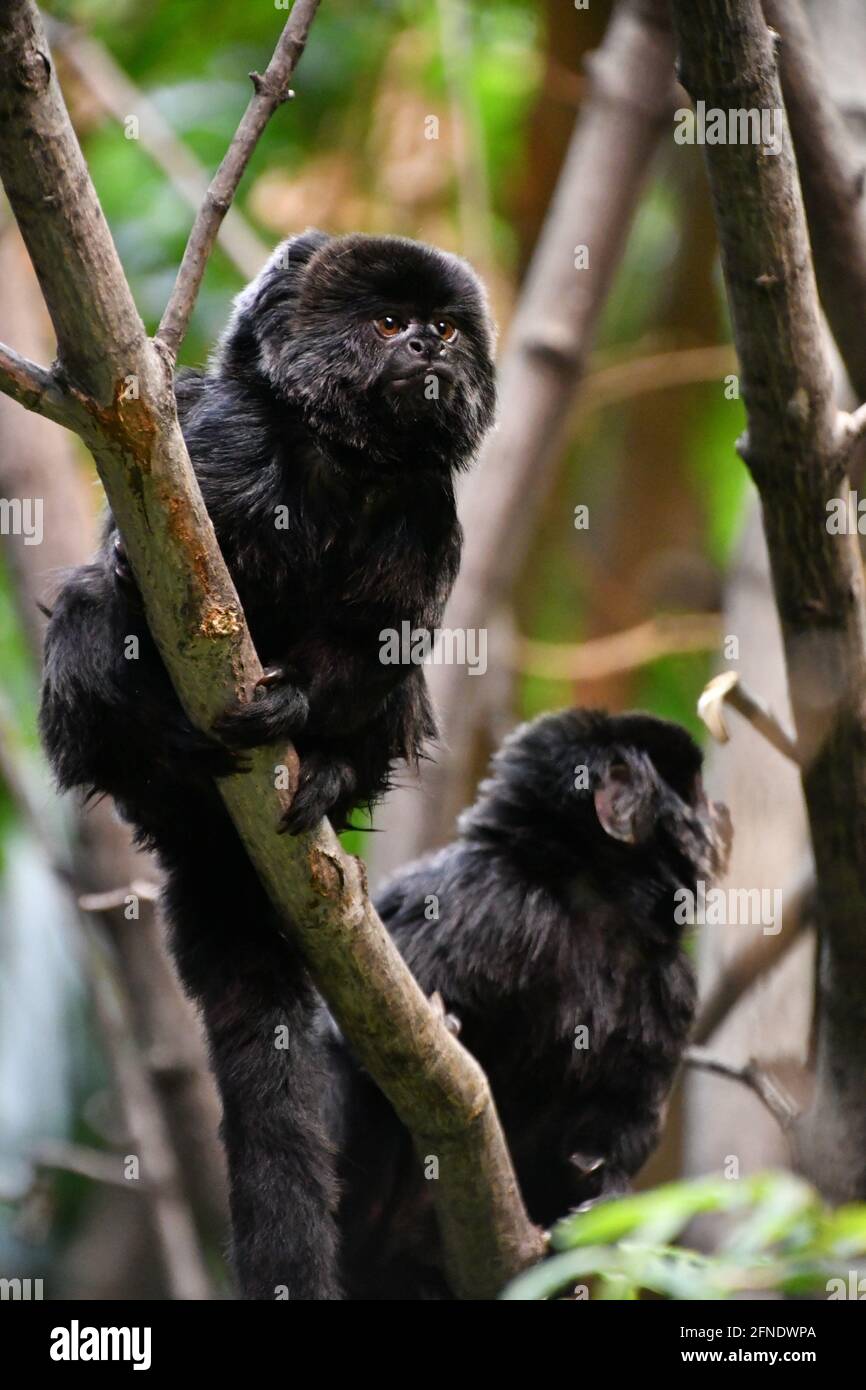 Two black Goeldi's marmoset monkeys in Montreal Biodôme, Montreal, Québec, Canada Stock Photo