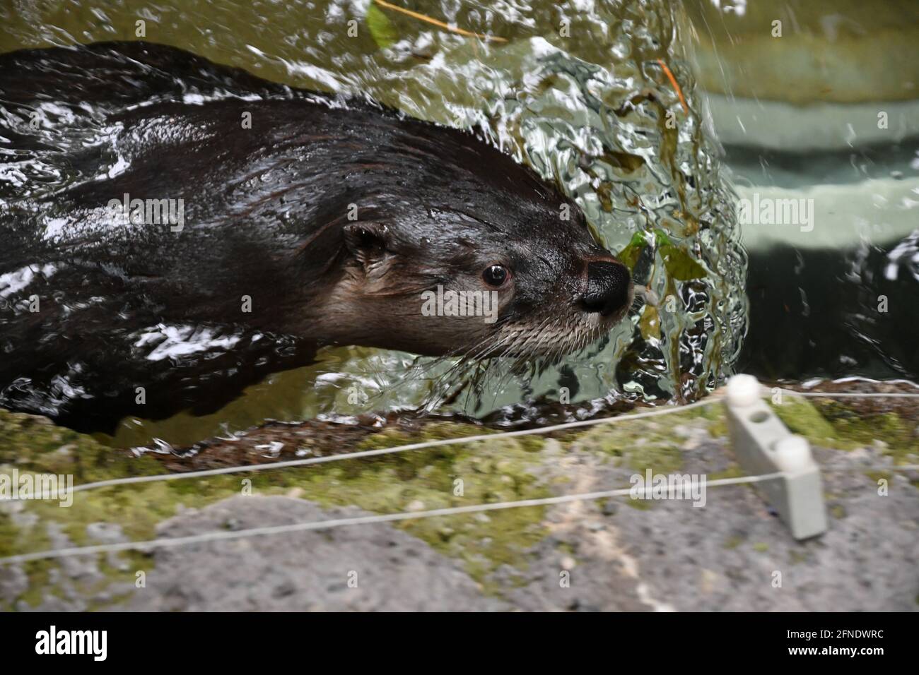 Cute Otter swimming around in Montreal Biodôme, Montreal, Québec, Canada Stock Photo