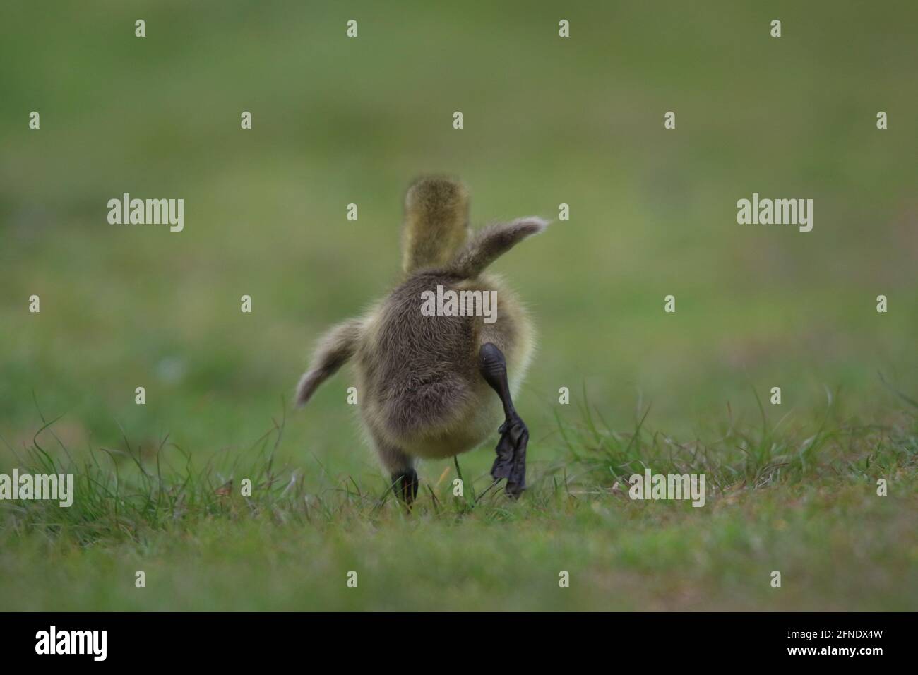A Canada goose gosling running and flapping its wings in a meadow in Spring in rear view Stock Photo