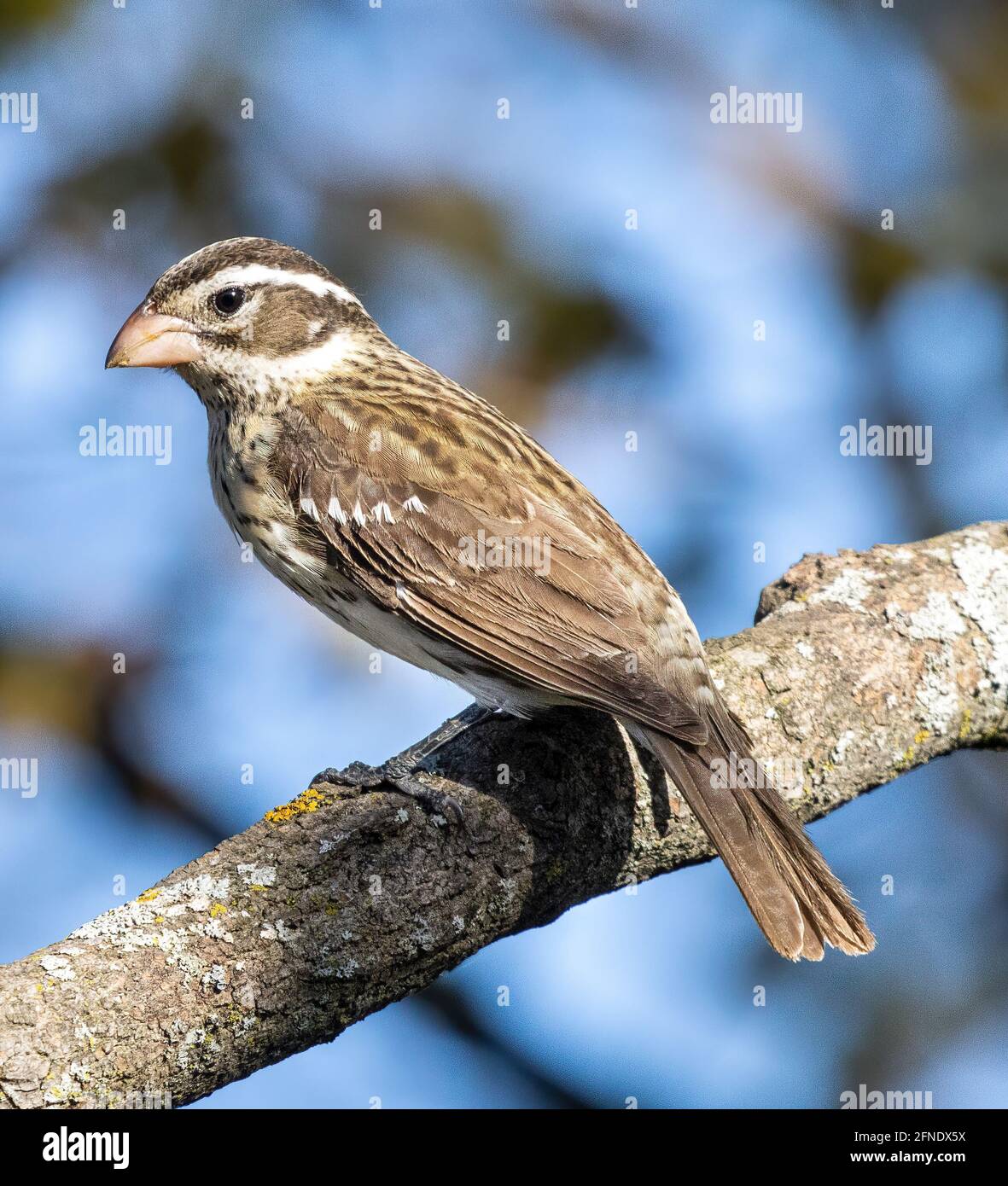 Female Rose Breasted Grosbeak (Pheucticus Ludovicianus ) Perched on Branch Side View Stock Photo