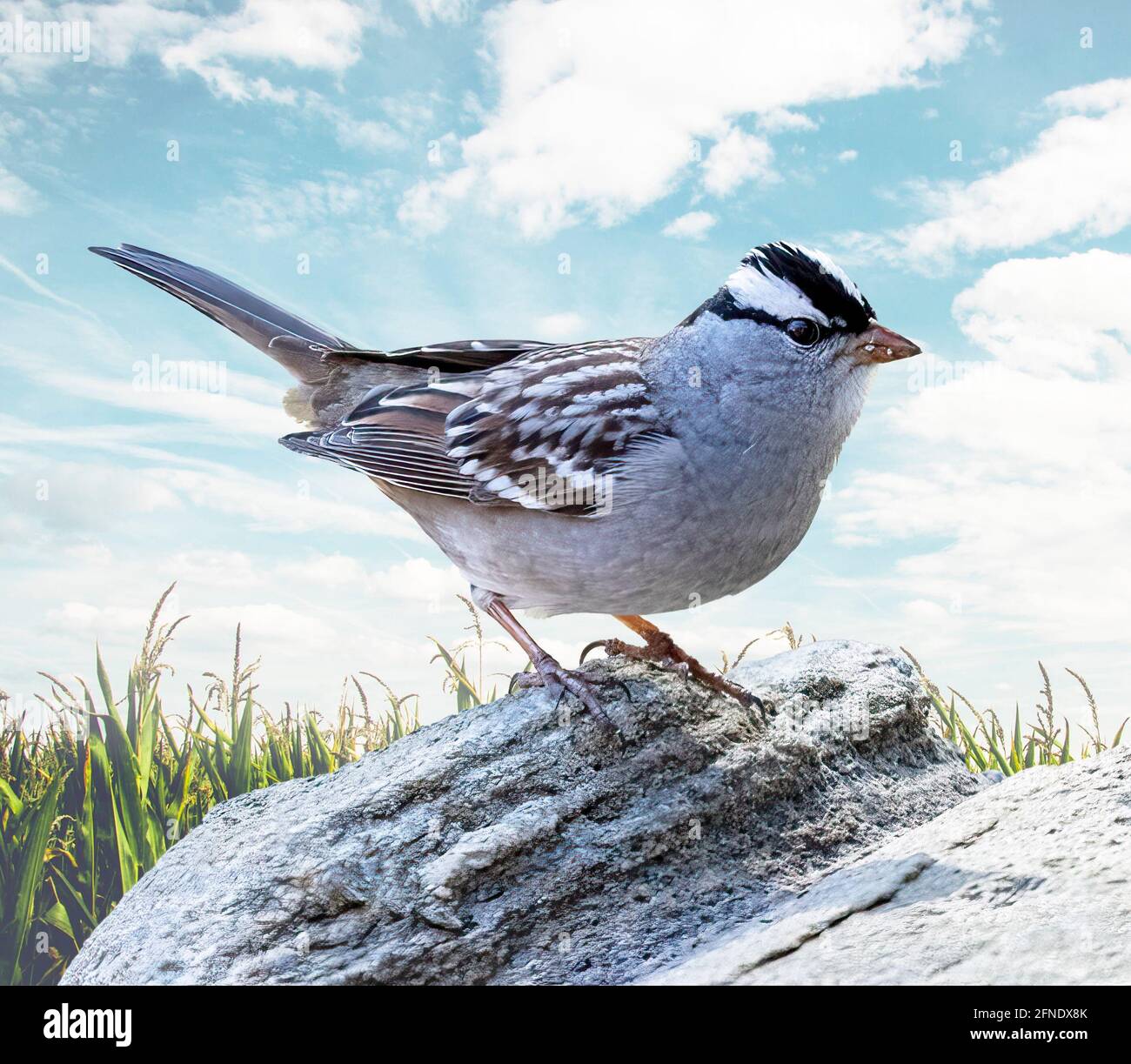 White Crowned Sparrow Side View ( Zonotrichia leucophrys ) Stock Photo