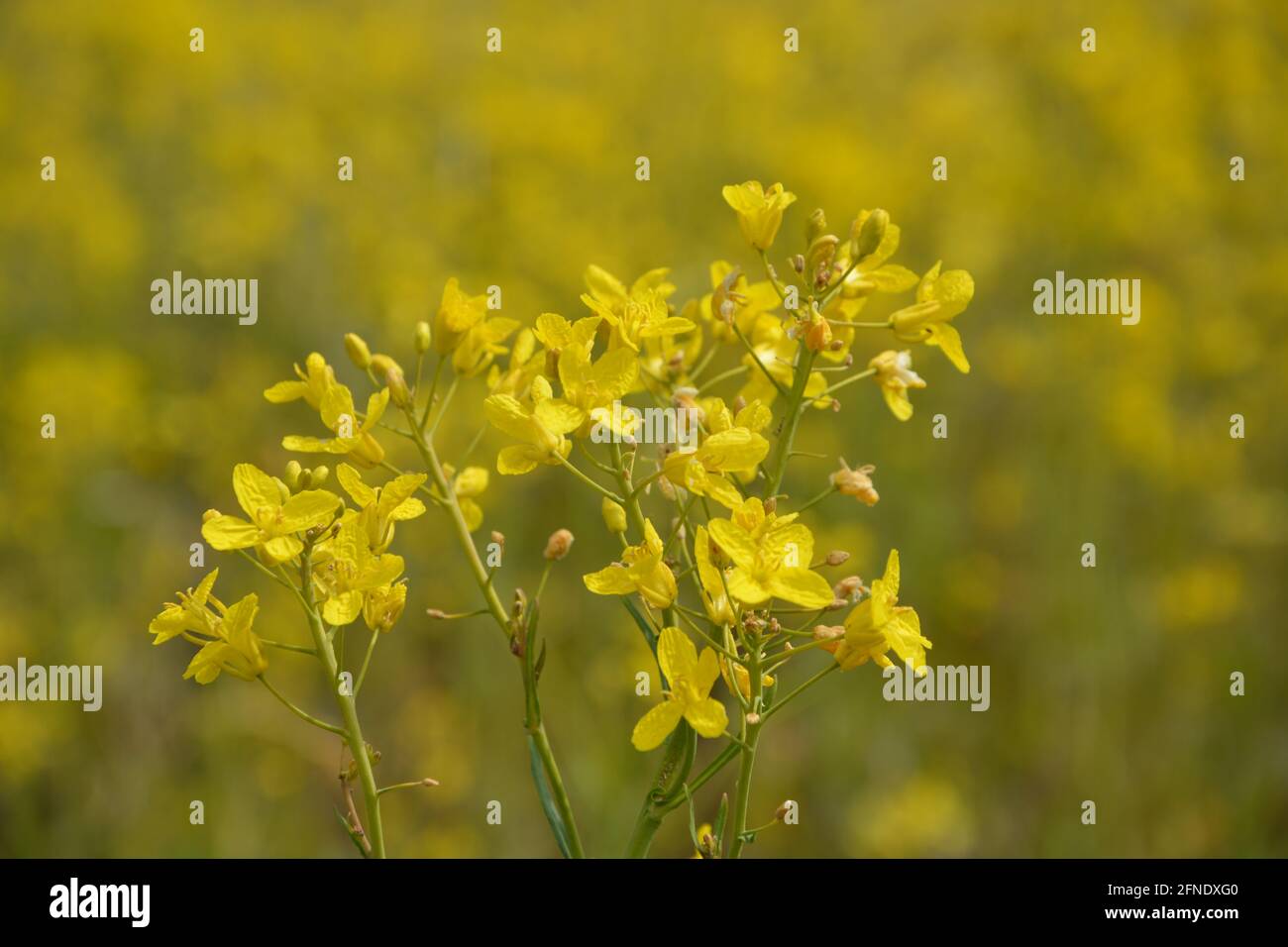 Canola Oil UK Stock Photo Alamy