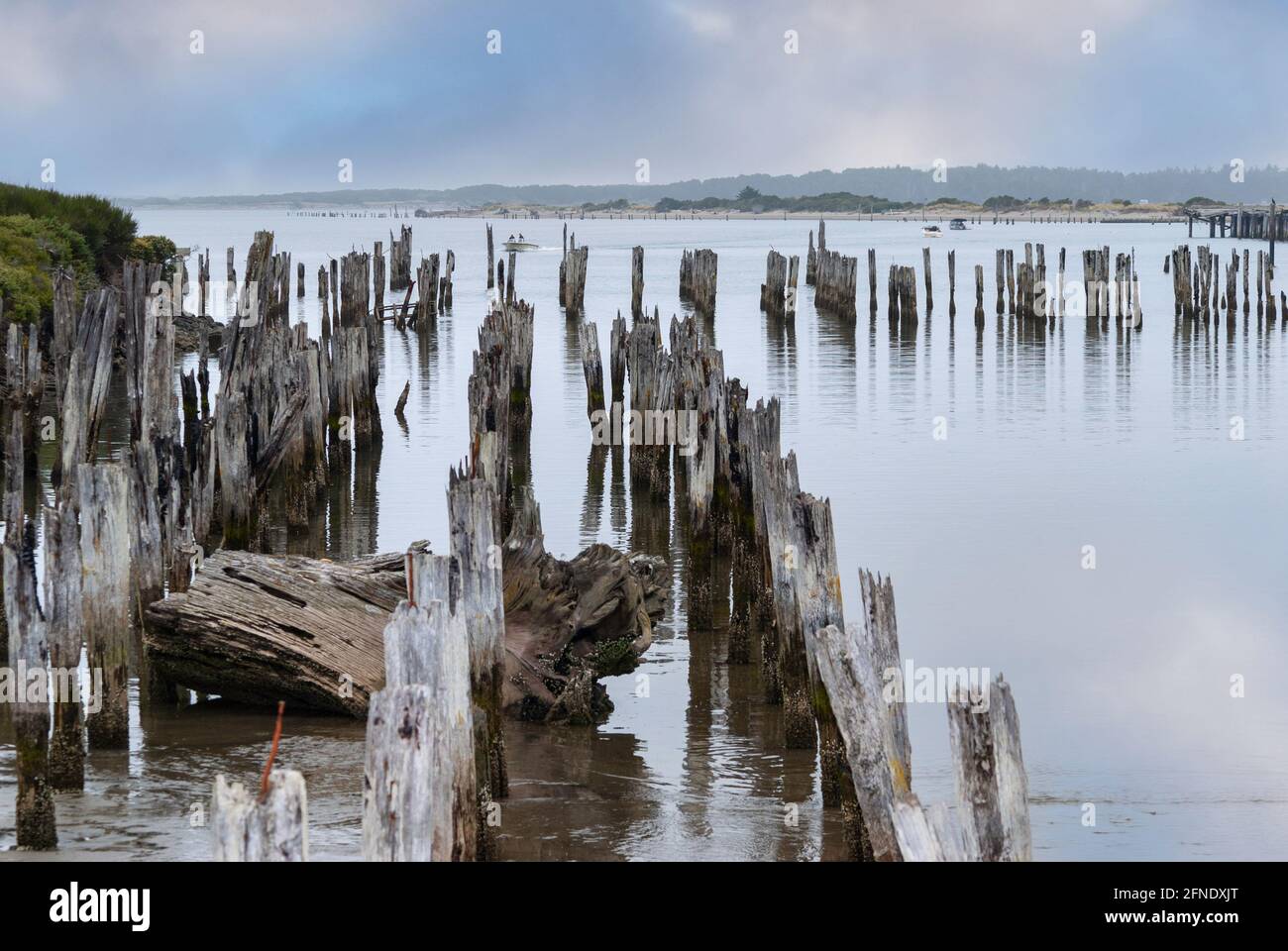 Old rotten wharf pilings stretched out into the sea off the coast of Oregon, USA. Stock Photo