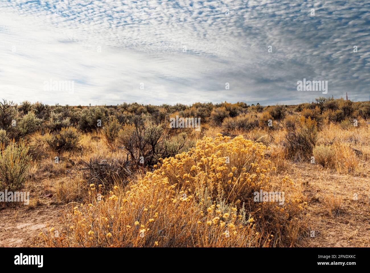 The state of Oregon's high desert countryside with sagebrush, Artemisia tridentata. USA Stock Photo