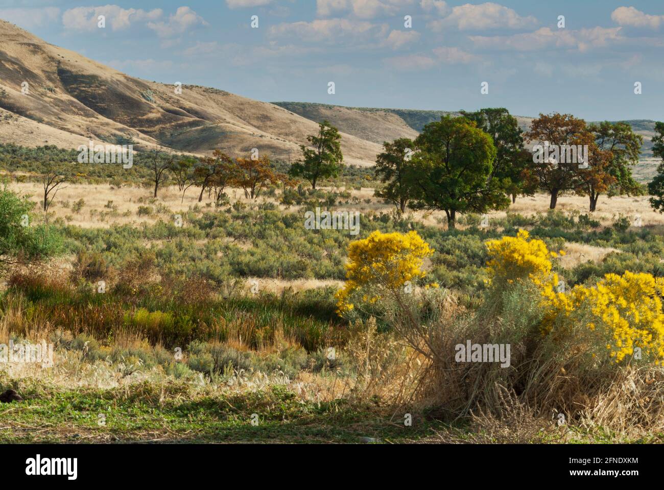 Vista of the Oregon high desert with sagebrush ,artemisa tridentata, and rabbitbrush, or rabbitbush. October. USA. Stock Photo