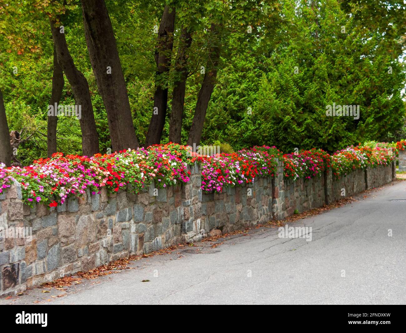 Impatiens walleriana spill over a stone wall alongside a road in Bar Harbor, Maine, USA. Stock Photo