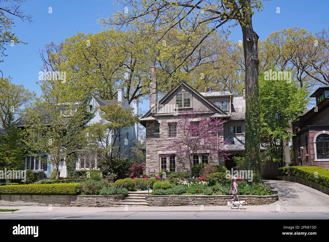 A woman walks her dog on a residential street with traditional large detached houses and mature trees in springtime Stock Photo