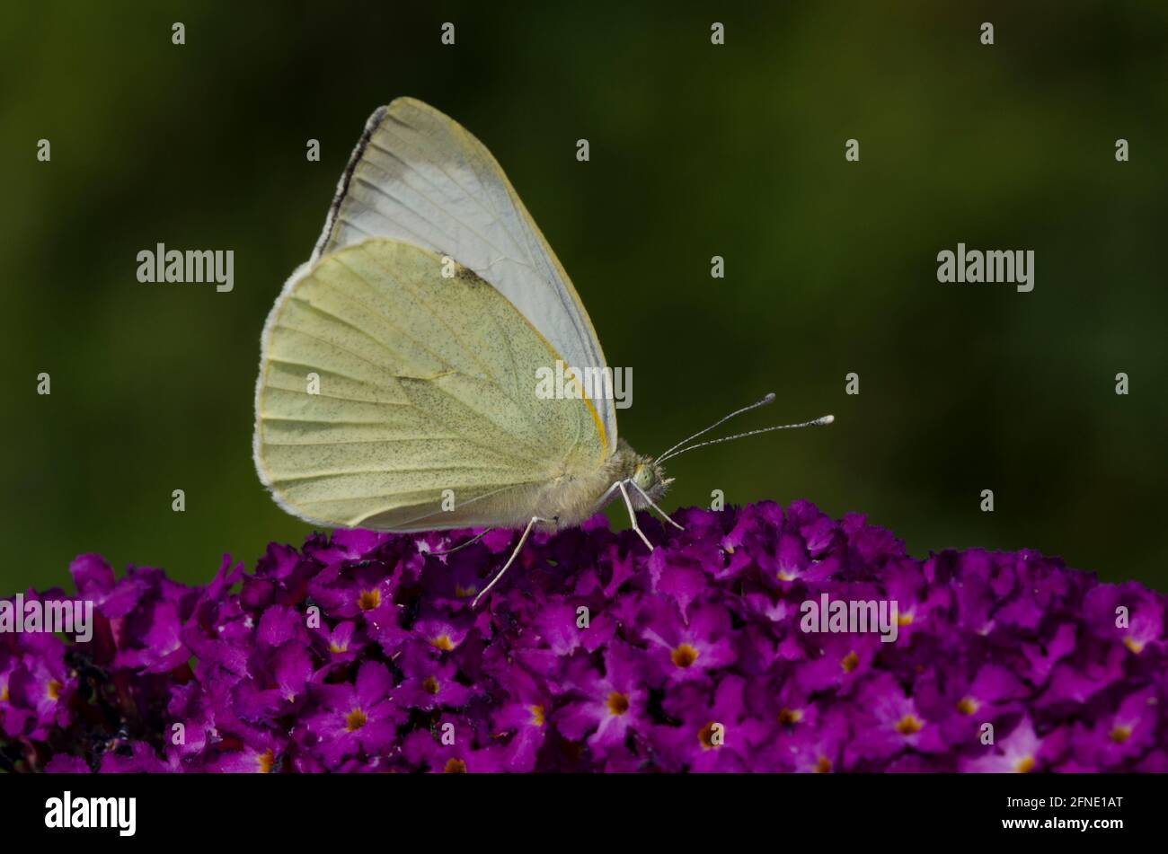 Cabbage White Butterfly on Purple Buddlieia Stock Photo
