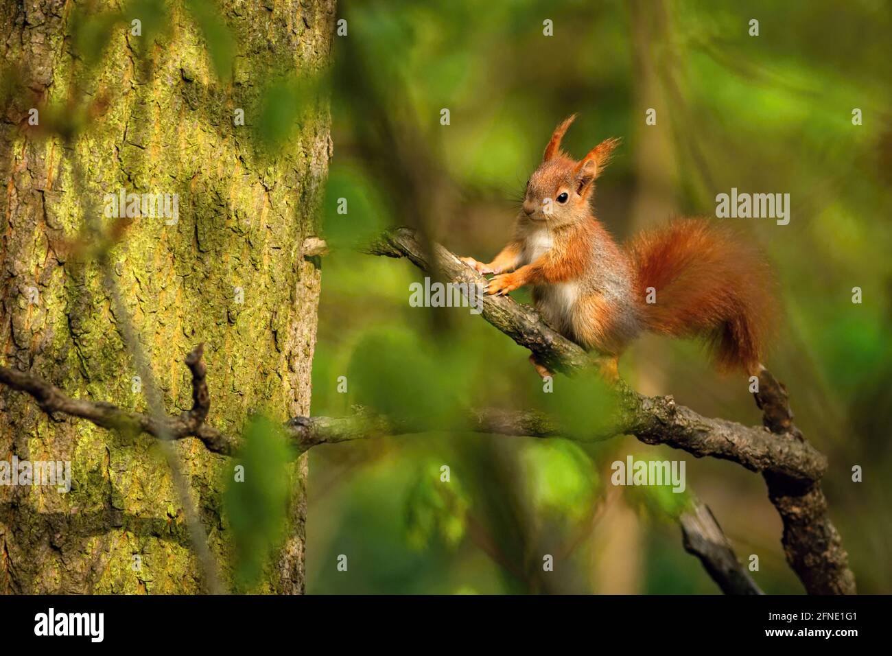 A cute young red European squirrel with fluffy tail sitting on a branch surrounded by green leaves and trees. Sunny spring day in the forest. Stock Photo