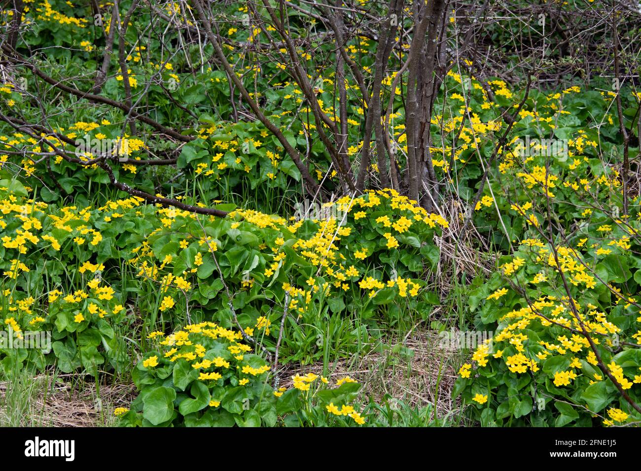 Yellow marsh marigold flowers, Caltha palustris, growing in an Adirondack Mountains, NY wetland. Stock Photo