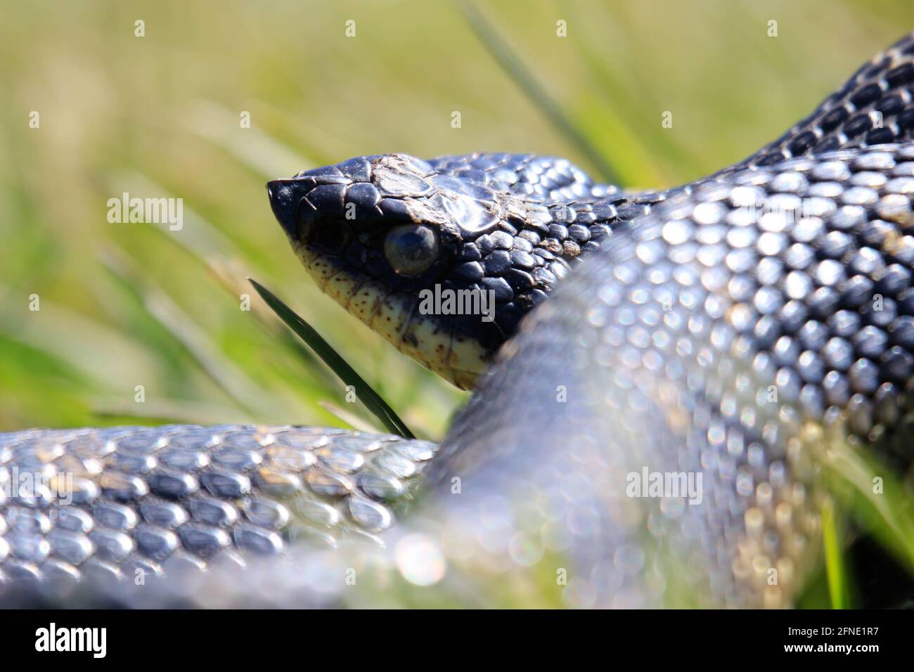 An all black eastern hognose snake flaring out it's neck in a defensive ...