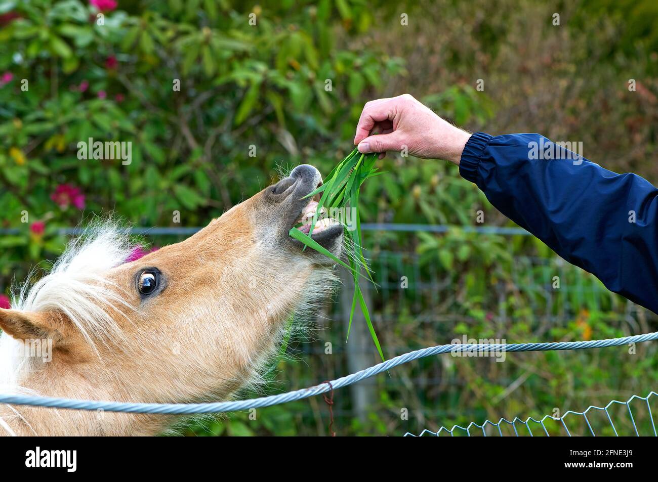 A portrait of a light-coloured Shetland pony (Equine) nibbling a handful of green grass held by an outstretched hand. Stock photo. Stock Photo